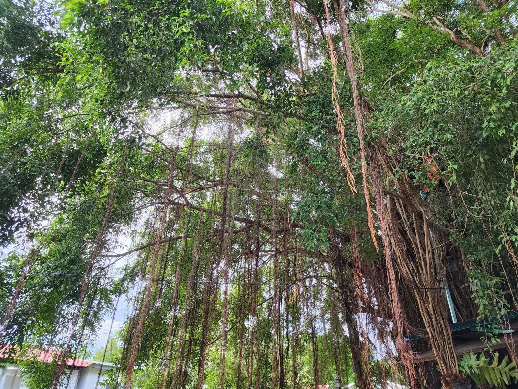 Blissfull Sweet Inn Pantai Cenang  Luaran gambar